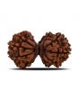 Natural 11 Mukhi (Elevan Mukhi) Gauri Shankar Rudraksha (Nepal) GJSPC Certified 33.26 M.M.