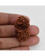 Natural 11 Mukhi (Elevan Mukhi) Gauri Shankar Rudraksha (Nepal) GJSPC Certified 33.26 M.M.