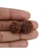 Natural 8 Mukhi (Eight Mukhi) Gauri Shankar Rudraksha (Nepal) GJSPC Certified 33.15 M.M.