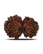 Natural 10 Mukhi (Ten Mukhi) Gauri Shankar Rudraksha (Nepal) GJSPC Certified 28.59 M.M.