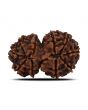 Natural 10 Mukhi (Ten Mukhi) Gauri Shankar Rudraksha (Nepal) GJSPC Certified 28.59 M.M.