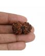 Natural 10 Mukhi (Ten Mukhi) Gauri Shankar Rudraksha (Nepal) GJSPC Certified 28.59 M.M.