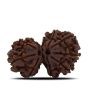 Natural 10 Mukhi (Ten Mukhi) Gauri Shankar Rudraksha (Nepal) GJSPC Certified 29.5 M.M.