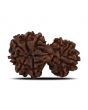 Natural 10 Mukhi (Ten Mukhi) Gauri Shankar Rudraksha (Nepal) GJSPC Certified 29.5 M.M.