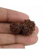 Natural 10 Mukhi (Ten Mukhi) Gauri Shankar Rudraksha (Nepal) GJSPC Certified 29.5 M.M.