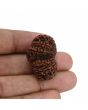 Natural 10 Mukhi (Ten Mukhi) Gauri Shankar Rudraksha (Nepal) GJSPC Certified 29.5 M.M.