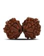 Natural 9 Mukhi (Nine Mukhi) Gauri Shankar Rudraksha (Nepal) GJSPC Certified 31.97 M.M.