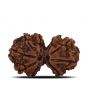 Natural 9 Mukhi (Nine Mukhi) Gauri Shankar Rudraksha (Nepal) GJSPC Certified 31.1 M.M.