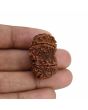 Natural 9 Mukhi (Nine Mukhi) Gauri Shankar Rudraksha (Nepal) GJSPC Certified 31.1 M.M.