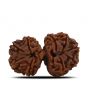 Natural 10 Mukhi (Ten Mukhi) Gauri Shankar Rudraksha (Nepal) GJSPC Certified 31.47 M.M.