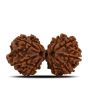 Natural 11 Mukhi (Elevan Mukhi) Gauri Shankar Rudraksha (Nepal) GJSPC Certified 32.37 M.M.