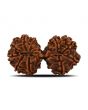 Natural 11 Mukhi (Elevan Mukhi) Gauri Shankar Rudraksha (Nepal) GJSPC Certified 32.37 M.M.
