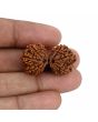 Natural 11 Mukhi (Elevan Mukhi) Gauri Shankar Rudraksha (Nepal) GJSPC Certified 32.37 M.M.
