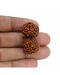 Natural 11 Mukhi (Elevan Mukhi) Gauri Shankar Rudraksha (Nepal) GJSPC Certified 32.37 M.M.