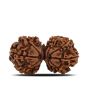 Natural 11 Mukhi (Elevan Mukhi) Gauri Shankar Rudraksha (Nepal) GJSPC Certified 31.25 M.M.