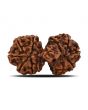 Natural 11 Mukhi (Elevan Mukhi) Gauri Shankar Rudraksha (Nepal) GJSPC Certified 31.25 M.M.
