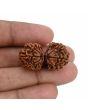 Natural 11 Mukhi (Elevan Mukhi) Gauri Shankar Rudraksha (Nepal) GJSPC Certified 31.25 M.M.
