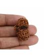 Natural 11 Mukhi (Elevan Mukhi) Gauri Shankar Rudraksha (Nepal) GJSPC Certified 31.25 M.M.