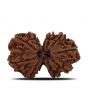 Natural 9 Mukhi (Nine Mukhi) Gauri Shankar Rudraksha (Nepal) GJSPC Certified 31.42 M.M.