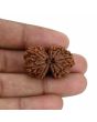 Natural 9 Mukhi (Nine Mukhi) Gauri Shankar Rudraksha (Nepal) GJSPC Certified 31.42 M.M.
