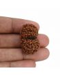 Natural 9 Mukhi (Nine Mukhi) Gauri Shankar Rudraksha (Nepal) GJSPC Certified 31.42 M.M.