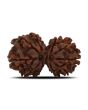 Natural 11 Mukhi (Elevan Mukhi) Gauri Shankar Rudraksha (Nepal) GJSPC Certified 29.07 M.M.