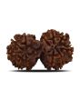 Natural 11 Mukhi (Elevan Mukhi) Gauri Shankar Rudraksha (Nepal) GJSPC Certified 29.07 M.M.