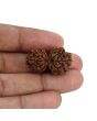 Natural 11 Mukhi (Elevan Mukhi) Gauri Shankar Rudraksha (Nepal) GJSPC Certified 29.07 M.M.