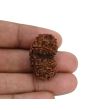 Natural 11 Mukhi (Elevan Mukhi) Gauri Shankar Rudraksha (Nepal) GJSPC Certified 29.07 M.M.