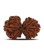 Natural 10 Mukhi (Ten Mukhi) Gauri Shankar Rudraksha (Nepal) GJSPC Certified 30.83 M.M.