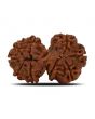 Natural 10 Mukhi (Ten Mukhi) Gauri Shankar Rudraksha (Nepal) GJSPC Certified 30.83 M.M.