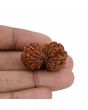 Natural 10 Mukhi (Ten Mukhi) Gauri Shankar Rudraksha (Nepal) GJSPC Certified 30.83 M.M.