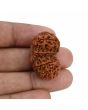 Natural 10 Mukhi (Ten Mukhi) Gauri Shankar Rudraksha (Nepal) GJSPC Certified 30.83 M.M.
