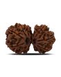Natural 12 Mukhi (Twelve Mukhi) Gauri Shankar Rudraksha (Nepal) GJSPC Certified 30.82 M.M.