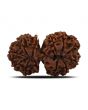 Natural 12 Mukhi (Twelve Mukhi) Gauri Shankar Rudraksha (Nepal) GJSPC Certified 30.82 M.M.