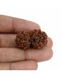 Natural 12 Mukhi (Twelve Mukhi) Gauri Shankar Rudraksha (Nepal) GJSPC Certified 30.82 M.M.