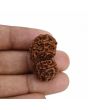Natural 12 Mukhi (Twelve Mukhi) Gauri Shankar Rudraksha (Nepal) GJSPC Certified 30.82 M.M.