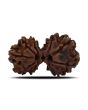Natural 9 Mukhi (Nine Mukhi) Gauri Shankar Rudraksha (Nepal) GJSPC Certified 29.74 M.M.