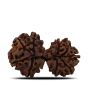 Natural 9 Mukhi (Nine Mukhi) Gauri Shankar Rudraksha (Nepal) GJSPC Certified 29.74 M.M.