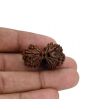 Natural 9 Mukhi (Nine Mukhi) Gauri Shankar Rudraksha (Nepal) GJSPC Certified 29.74 M.M.