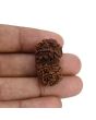 Natural 9 Mukhi (Nine Mukhi) Gauri Shankar Rudraksha (Nepal) GJSPC Certified 29.74 M.M.