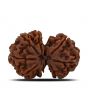 Natural 8 Mukhi (Eight Mukhi) Gauri Shankar Rudraksha (Nepal) GJSPC Certified 31.14 M.M.
