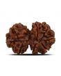 Natural 8 Mukhi (Eight Mukhi) Gauri Shankar Rudraksha (Nepal) GJSPC Certified 31.14 M.M.