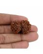 Natural 8 Mukhi (Eight Mukhi) Gauri Shankar Rudraksha (Nepal) GJSPC Certified 31.14 M.M.