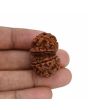Natural 8 Mukhi (Eight Mukhi) Gauri Shankar Rudraksha (Nepal) GJSPC Certified 31.14 M.M.