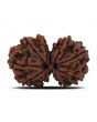 Natural 11 Mukhi (Elevan Mukhi) Gauri Shankar Rudraksha (Nepal) GJSPC Certified 30.33 M.M.