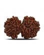 Natural 11 Mukhi (Elevan Mukhi) Gauri Shankar Rudraksha (Nepal) GJSPC Certified 30.33 M.M.