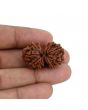 Natural 11 Mukhi (Elevan Mukhi) Gauri Shankar Rudraksha (Nepal) GJSPC Certified 30.33 M.M.