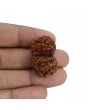 Natural 11 Mukhi (Elevan Mukhi) Gauri Shankar Rudraksha (Nepal) GJSPC Certified 30.33 M.M.