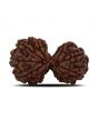 Natural 12 Mukhi (Twelve Mukhi) Gauri Shankar Rudraksha (Nepal) GJSPC Certified 31.56 M.M.